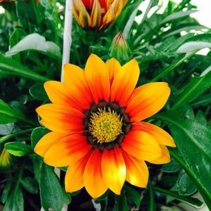 Meet your Posher, Lee